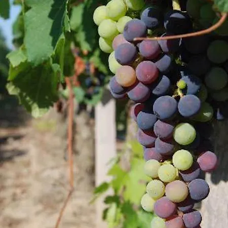 Hotel Fsp Château Julie Virsac