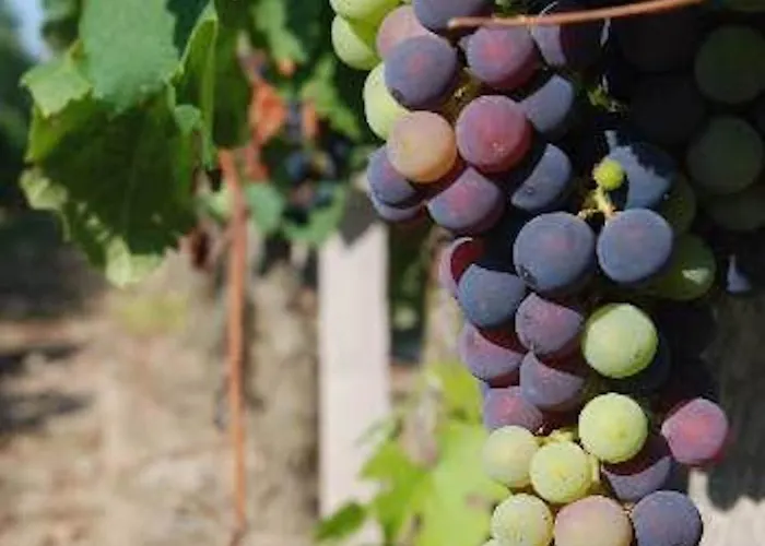 Hotel Fsp Chateau Julie Virsac