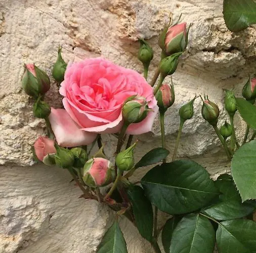 فندق Fsp Chateau Julie